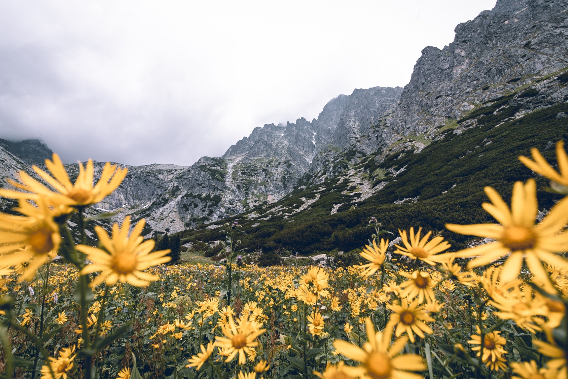Flowers After the Long Walk
